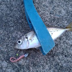 大雨後のアジング